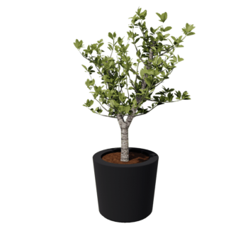 Floreira em fibra de vidro - Cónica - Ø 63 x 52 cm - RAL7021 mate (cinzento preto) - Com fundo