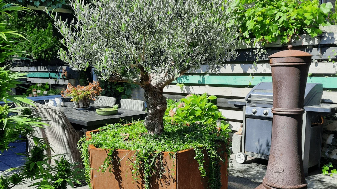 Oliveira em um grande vaso: escolhendo o vaso certo e dicas de cuidado